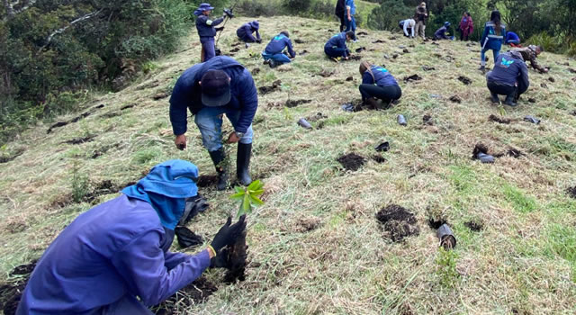 CAR sembrará un millón de árboles en las cuencas de los ríos Bogotá y Ubaté-Suárez