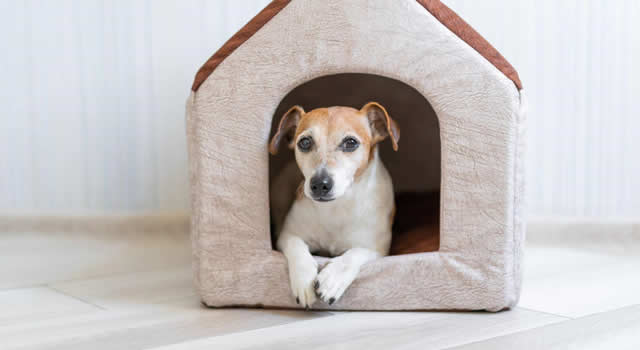 Casas para perros, guía completa para los amantes de los caninos