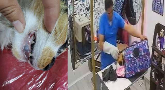 Gatica perdió la vida por malos procedimientos en una veterinaria de San Mateo, Soacha