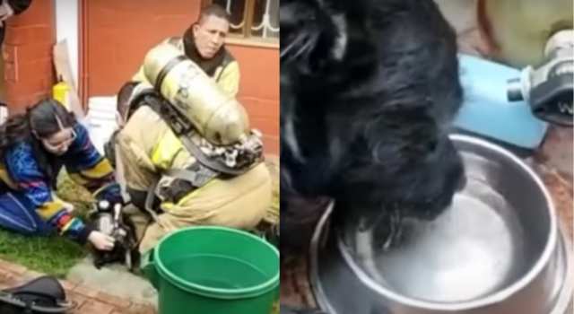 perros rescatados de entre las llamas en un incendio de Bogotá ya están a salvo