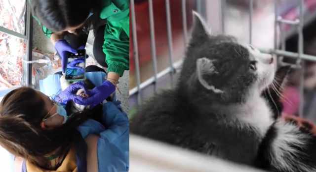 Rescataron 23 animales que iban a ser comercializados en Bogotá