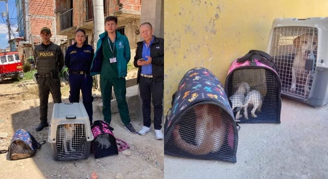 perritos y gatitos abandonados en una vivienda del barrio El Progreso en Soacha