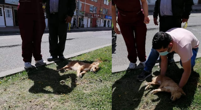 Bicitaxista atropelló a una perrita en San Mateo