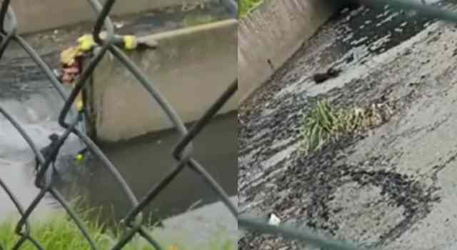 Bomberos rescataron a un perro que estaba atrapado en una canal de aguas negras en Engativá
