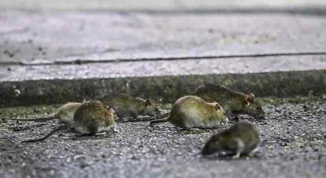 Presencia de roedores en las calles de Bogotá generan preocupación