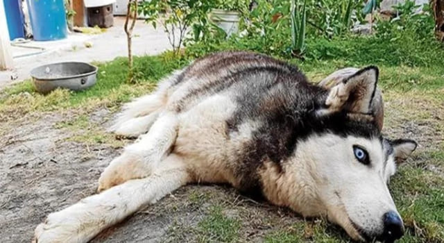 Hombre agredió a un perro Siberiano en el municipio de Cogua