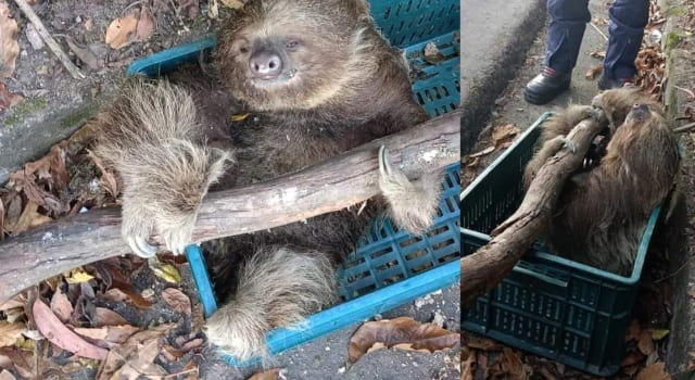 rescataron a un oso perezoso en una vía del sector Los Tubos