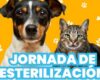 Jornada de esterilización canina y felina a bajo costo en Sibaté