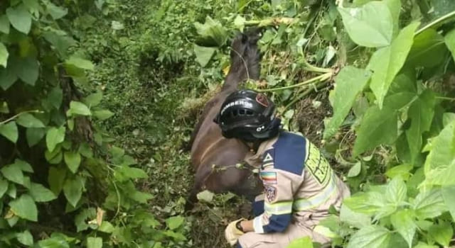 Rescataron un equino en la vereda Arracachal en la región Tequendama