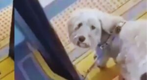 perrito abandonado en Transmilenio fue adoptado por el conductor que lo encontró