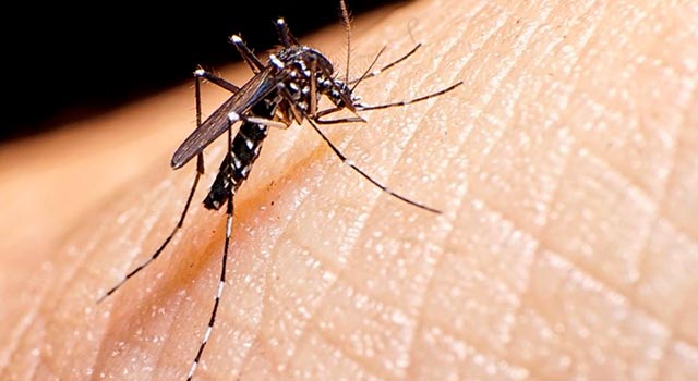 Se refuerza la prevención del dengue en Cundinamarca