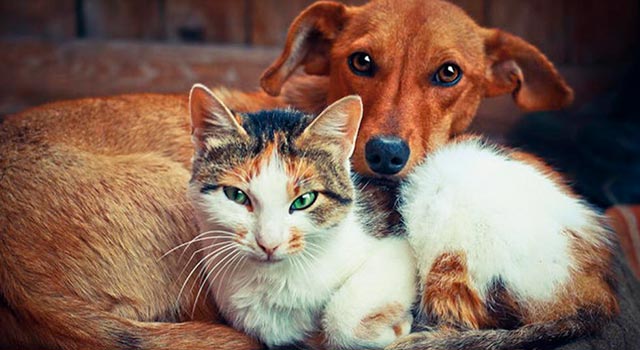 Se aprueba ley de esterilización gratuita de perros y gatos en Colombia