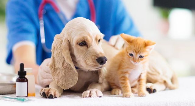 Jornada de vacunación canina y felina en Soacha