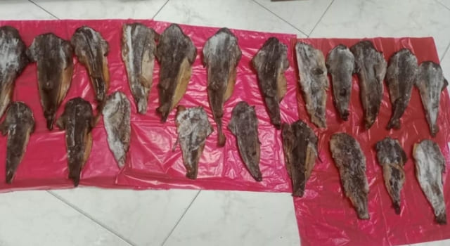 Autoridades incautaron carne de tiburón en un restaurante de Bogotá