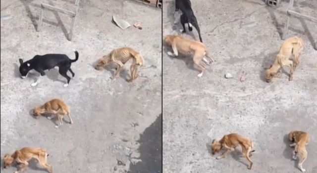 Perros abandonados en el barrio Los Olivos de Soacha fueron rescatados por la Policía