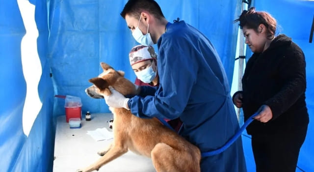 esterilización felina y canina en Sibaté