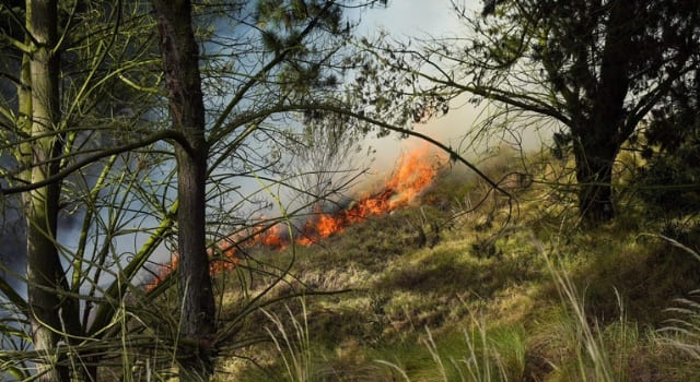 Incendio forestal en San Mateo alcanzó cables de alta tensión