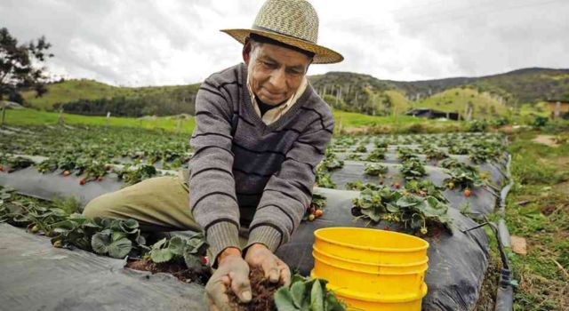 Mercado campesino en Soacha, así fue la jornada