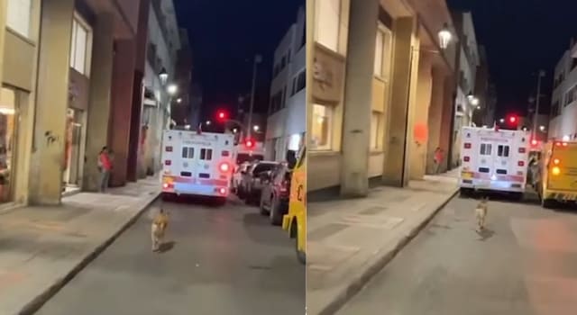 Conmoción por perrito que persiguió una ambulancia donde iba su dueño en Villeta