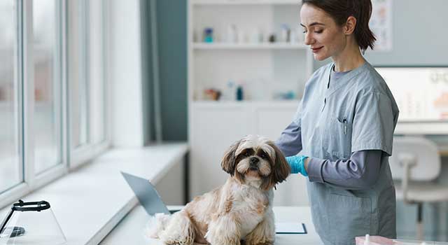 Vacunación animal, la medida más efectiva contra enfermedades como la Rabia