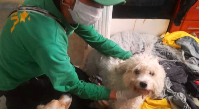 Rescataron varios perros abandonados en una vivienda en Bogotá