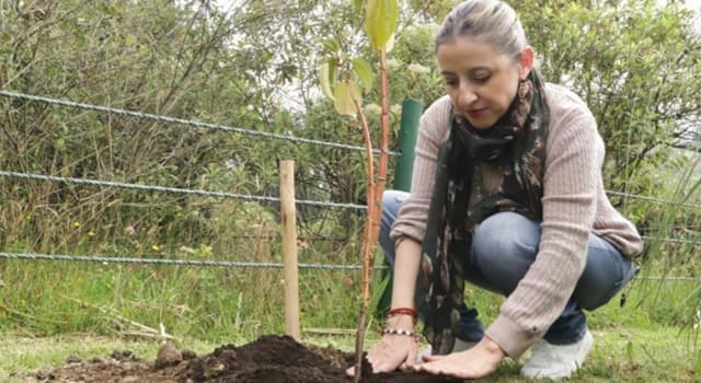 El Distrito avanza en la restauración de ecosistemas con especies nativas, alcanzando más de 3.000 árboles sembrados en parques ecológicos en 2024.