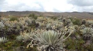 La inversión se centrará en la adquisición de predios ambientales estratégicos y la restauración ecológica en seis municipios, priorizando Saboyá tras recientes afectaciones ambientales.