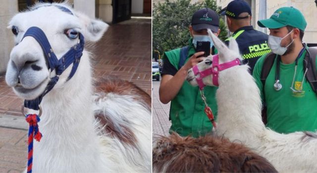 Turismo sin explotación animal en Bogotá; iniciativas sostenibles para la llamas del centro histórico