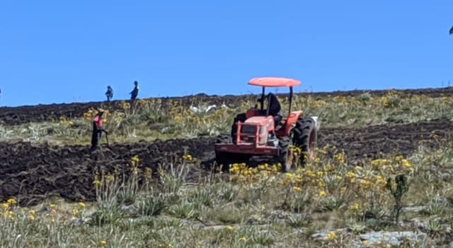 La CAR confirmó la tala de 247 frailejones en una reserva natural de Saboyá, Boyacá, tras una denuncia ciudadana. Se investiga la relación de estos hechos con la expansión agrícola en la zona.