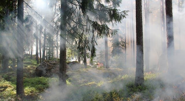 El Incendio forestal en Soratama Bogotá se desató en la parte alta de la carrera 7.ª con calle 170, en la localidad de Usaquén. Equipos de emergencia trabajan para controlar la situación y evitar su propagación.