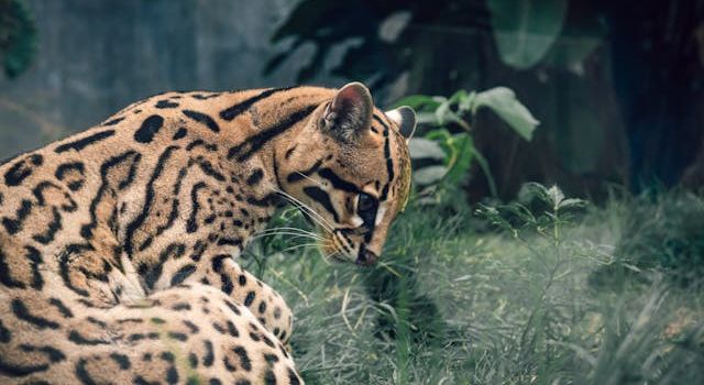 El proyecto de la CAR ha registrado mamíferos como el ocelote y aves en peligro de extinción, reafirmando su importancia para la conservación de la biodiversidad en Cundinamarca.