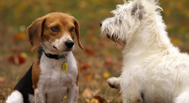 Durante febrero, el Instituto Distrital de Protección y Bienestar Animal (IDPYBA) realizará jornadas de adopción en distintos puntos de la ciudad, brindando una segunda oportunidad a perros y gatos en busca de un hogar.