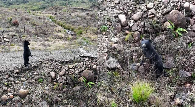 Osa en el páramo de Chingaza fue grabada mientras comía, su reacción sorprendió