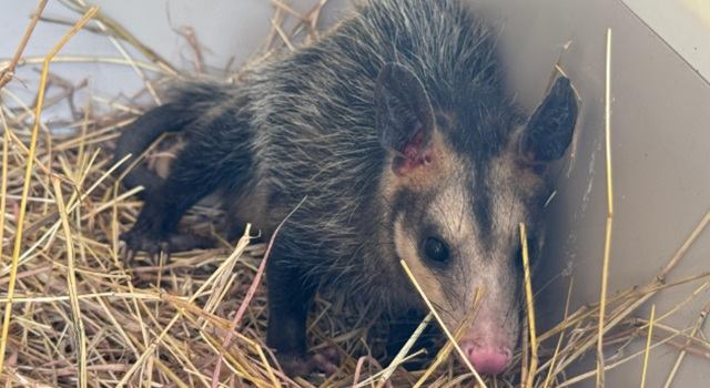 La Corporación Autónoma Regional (CAR) ha intensificado sus esfuerzos para la atención y protección de fauna silvestre en Cundinamarca. En lo que va del año, 30 animales han ingresado a valoración.