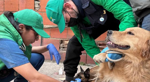 Cuatro perros, un gato y cinco aves de corral fueron encontrados en condiciones de maltrato en la localidad de Kennedy. Las autoridades los trasladaron a espacios de atención y recuperación.