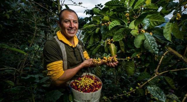 A través de la suscripción de 29 convenios con la Federación Nacional de Cafeteros y municipios productores, el departamento impulsa la renovación de cultivos y el suministro de insumos para mejorar la productividad.