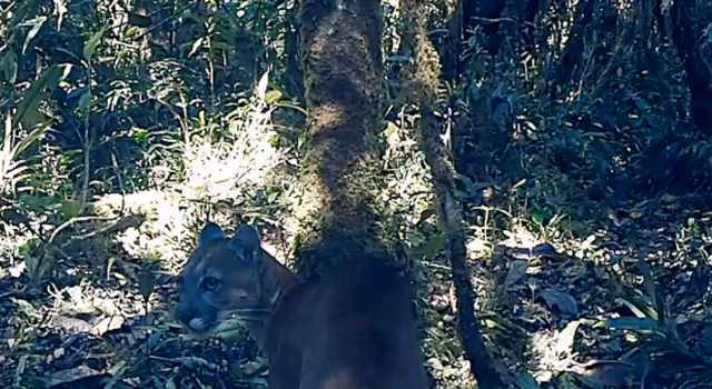 La CAR anunció la creación del Distrito Regional de Manejo Integrado “Corredor de los Felinos del Río Negro”, una zona de 50.354 hectáreas en Yacopí y Caparrapí que busca conservación de felinos en Cundinamarca.