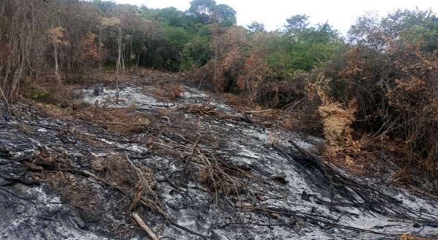 Gracias a denuncias ciudadanas, la CAR y la Policía adelantaron operativos en los que se identificó la tala sin permiso de especies nativas y la incineración de cobertura vegetal en predios privados.