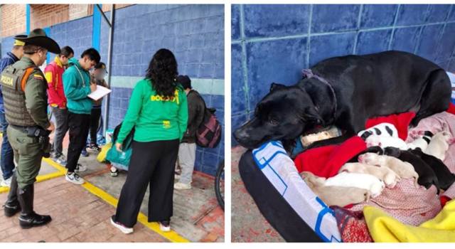 En un operativo interinstitucional, el IDPYBA, la Policía de Carabineros y la Alcaldía local rescataron cachorros en Usaquén y brindaron asistencia a un habitante de calle, garantizando su bienestar y protección.