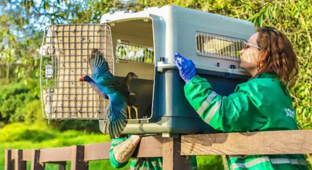 En el marco del Día Mundial de la Vida Silvestre, la Secretaría Distrital de Ambiente de Bogotá reforzó protección de la fauna silvestre, logrando la recuperación de 1.612 animales en los primeros meses de 2025.