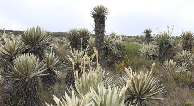 La CAR y representantes de 43 municipios firmaron pacto para la conservación de los páramos en Cundinamarca, estos ecosistemas estratégicos son fundamentales para la regulación hídrica y la biodiversidad.