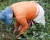 Durante la Comisión de Estupefacientes de la ONU, Laura Sarabia instó a la comunidad internacional a excluir la hoja de coca de la lista de sustancias más dañinas y generar alternativas económicas para las comunidades