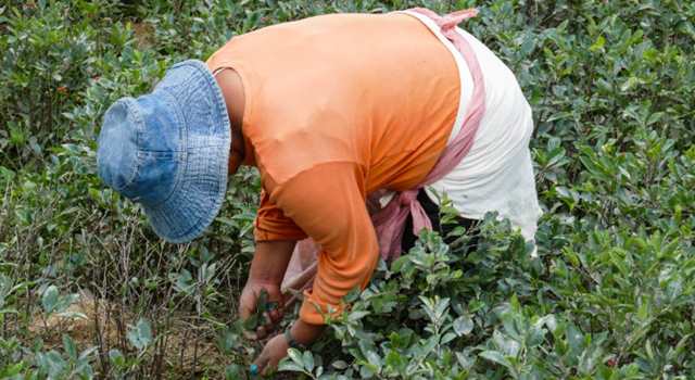 Durante la Comisión de Estupefacientes de la ONU, Laura Sarabia instó a la comunidad internacional a excluir la hoja de coca de la lista de sustancias más dañinas y generar alternativas económicas para las comunidades