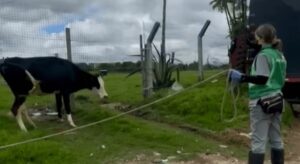 Un predio de la Universidad Pedagógica Nacional en Suba fue recuperado por las autoridades luego de haber sido ocupado ilegalmente por ganado. Durante el operativo, también se desmantelaron cambuches.