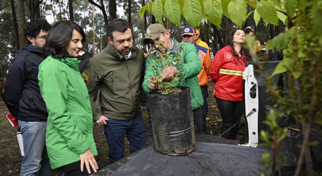 Con la siembra de 1.400 árboles nativos, Bogotá da inicio a la restauración en los Cerros Orientales tras incendios de 2024. El proceso comenzó en el predio El Cable, una de las zonas más impactadas por el fuego.