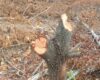 La CAR inició un proceso sancionatorio tras detectar tala ilegal en Cundinamarca, donde más de 300 árboles fueron talados en un predio arrendado en la vereda Busca Vidas, municipio de Nariño.