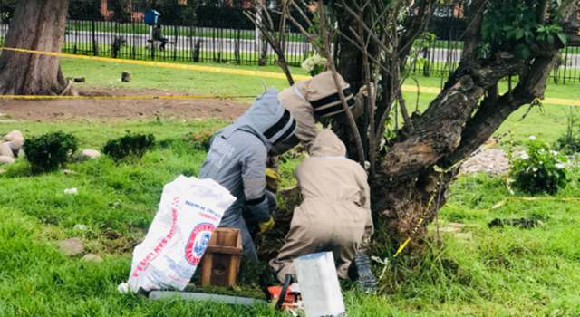 ¡Alerta por abejas en Soacha! Siete enjambres fueron controlados por bomberos en Ciudad Verde durante Semana Santa