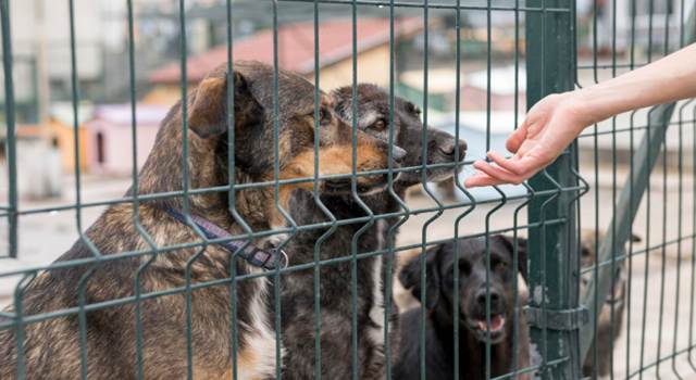 Cuatro nuevas leyes en Colombia brindarán garantías para la protección animal: sanciones serán severas