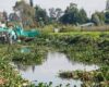 La restauración del humedal Gualí avanza para combatir la proliferación del buchón de agua, una planta invasora que pone en peligro este ecosistema. La CAR lidera los esfuerzos para evitar su colapso.
