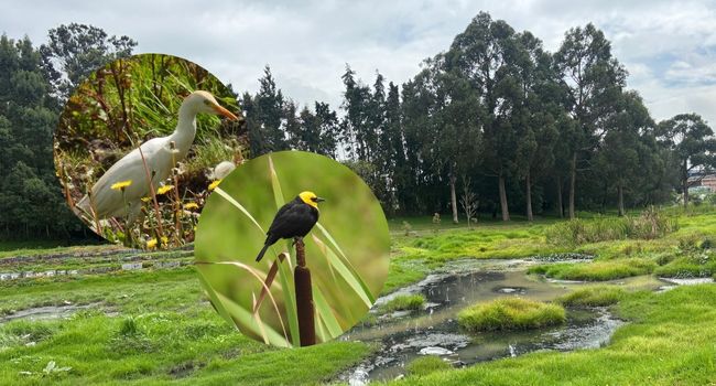 Humedales de Soacha serán restaurados con importante inversión de la CAR Cundinamarca